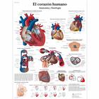 El corazón humano - Anatomía y fisiología, 1001853 [VR3334L], A szív egészségével és fitnesszel kapcsolatos oktatás