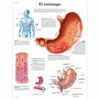 El estómago, 1001877 [VR3426L], Emésztőrendszer