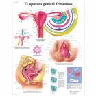 El aparato genital feminino, 1001897 [VR3532L], Nőgyógyászat