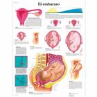 El embarazo, 4006865 [VR3554UU], Terhesség és szülés