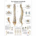 La colonna vertebrale, anatomia e patologia, 1001977 [VR4152L], Csontrendszer