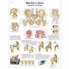 Bacino e Anca - Anatomia e patologia, 1001983 [VR4172L], Csontrendszer