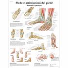 Piede e articolazione del piede, 1001987 [VR4176L], Csontrendszer