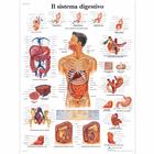 Il sistema digestivo, 1002043 [VR4422L], Emésztőrendszer
