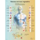  Sistema nervoso vegetativo, 1002083 [VR4610L], Agy és idegrendszer