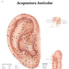Ear Acupuncture - portuguese, 4007020 [VR5821UU], Modellek