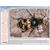 A rovarok világa, interaktív CD-ROM, 1004291 [W13522], Biológiai software (Small)