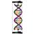 DNS dupla hélix, 1005300 [W19780], DNS-szerkezet és -funkció (Small)